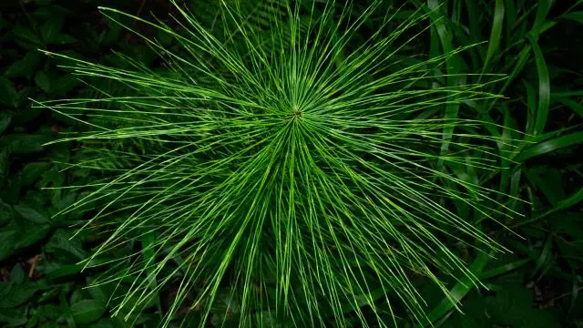 Field Horsetail, Wytham Woods
