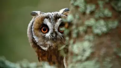 Owl peeking out from behind a tree