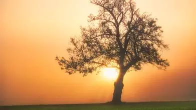 Tree in a sunset