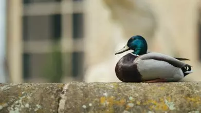 Image of a duck outside the Radcliffe Humanities building 