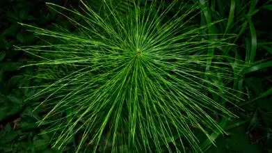 Field Horsetail, Wytham Woods